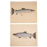 P.D. MALLOCH OF PERTH: A PAIR OF STUDIES OF SALMON