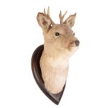 ROE DEER NECK MOUNT