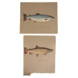 P.D. MALLOCH OF PERTH: A STUDY OF A SALMON