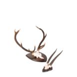 TAXIDERMY: A PAIR RED DEER ANTLERS