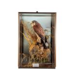 TAXIDERMY: A KESTREL