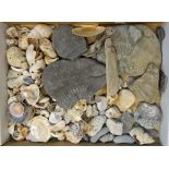 A COLLECTION OF FOSSILS to include ammonite segments and a collection of shells
