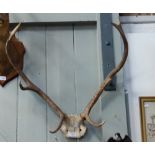 A PAIR OF ANTLERS