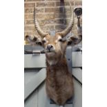TAXIDERMY; A LARGE HORNED WATER BUCK'S HEAD