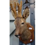 TAXIDERMY: The head of a young deer with furry antlers mounted on an oak shield
