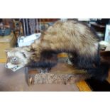 TAXIDERMY: A Polecat mounted on a naturalistic wooden base