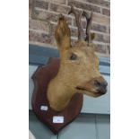 TAXIDERMY: A small deer's head