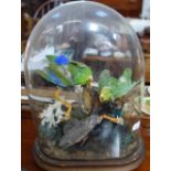 A GROUP OF BIRDS in a naturalistic setting under a glass dome, 32cm high