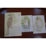 TREVOR BOYER: A collection of pen and wash watercolour illustrations of birds