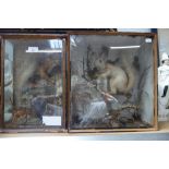 TAXIDERMY; A RED SQUIRREL in a glazed case and another similar