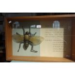 A VINTAGE EDUCATIONAL MODEL OF A 'WHEAT BULB FLY' in a glazed beech case, 39.5cm high