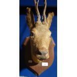 TAXIDERMY: A small deer's head