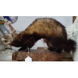 TAXIDERMY: A Polecat mounted on a naturalistic wooden base