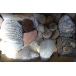 A COLLECTION OF AMMONITES AND FOSSILS, mixed