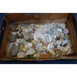 A COLLECTION OF SHELLS, ROCKS and a few fossils