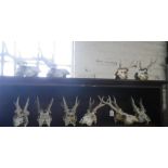 A COLLECTION OF DEER SKULLS with antlers