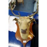 TAXIDERMY: A deer's head mounted on a shield