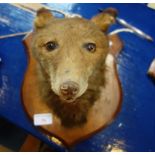 TAXIDERMY: A Fox mask mounted on a shield