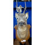 TAXIDERMY: A DEER'S HEAD MOUNTED ON A SHIELD