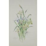 Beatrice Drewe - Californian Iris, watercolour, two Moorland Gallery labels and inscribed Tryon