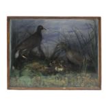 Taxidermy glazed display of four moorhens, 49cm H x 62.5cm W x 27cm D : For Extra Condition