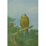 Archibald Thorburn - Kite, pencil signed print with embossed stamp, mounted and framed, 29cm x