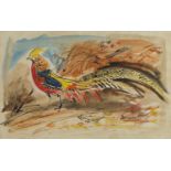 David Koster - Golden Pheasant, ink and watercolour, label verso, mounted and framed, 45.5cm x