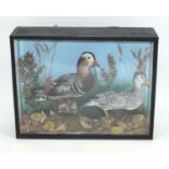 Glazed taxidermy display of two Mandarin ducks, 47cm H x 61cm W x 17.5cm D : For Extra Condition