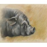 Joel Kirk - Pot Bellied Pig, pastel, mounted unframed, 29cm x 24cm : For Extra Condition Reports