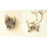 Robert Hills - Studies of a reindeer and bison, pair of pencil and watercolours, mounted and framed,