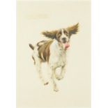 Bryan Bysouth - Running springer spaniel, heightened watercolour, mounted and framed, 24cm x 16.5cm