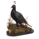 Taxidermy peahen raised on an oval ebonised base, with J Gardner label, 55cm high : For Further