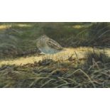 Jonathan Pomrory 2000 - Sandpiper, watercolour, inscribed verso, mounted and framed, 48cm x 29cm :