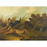 Manner of G Armfield - Two terriers chasing a badger, oil on canvas, inscribed verso, 67cm x 49cm :