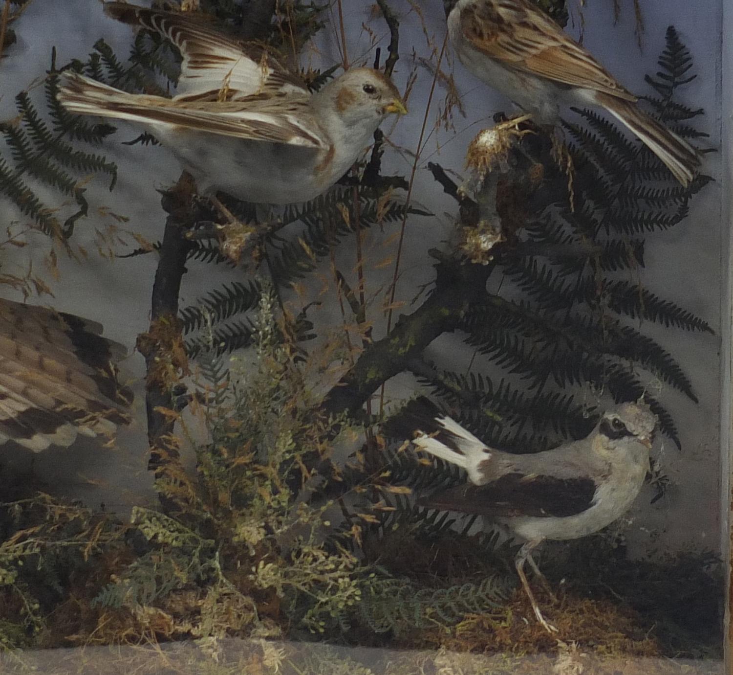 Victorian taxidermy glazed display of birds in including a Sparrow Hawk and Finches, 64cm H x 65cm W - Image 5 of 6