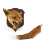 Taxidermy interest fox head on oak shield back and silver mounted tail, the head impressed P Spicher