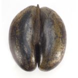 Uncarved Coco De Mer nut (Lodoicea Maldivica) from The Seyshelles, 35cm in length :For Further