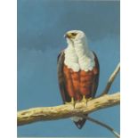 David Parry - African fish eagle, signed acrylic, inscribed verso, 30cm x 22.5cm :For Further