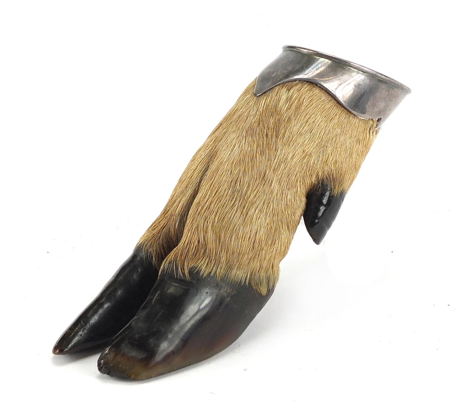 Taxidermy interest deer's foot with silver coloured mount, engraved Rowland Ward of Piccadilly, 19.