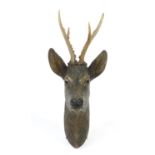 Black forest carved wood deer's head with glass eyes, 56cm high :For Further Condition Reports