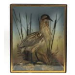 Victorian taxidermy glazed display of a Great Bittern amongst a naturalistic setting, 75cm H x