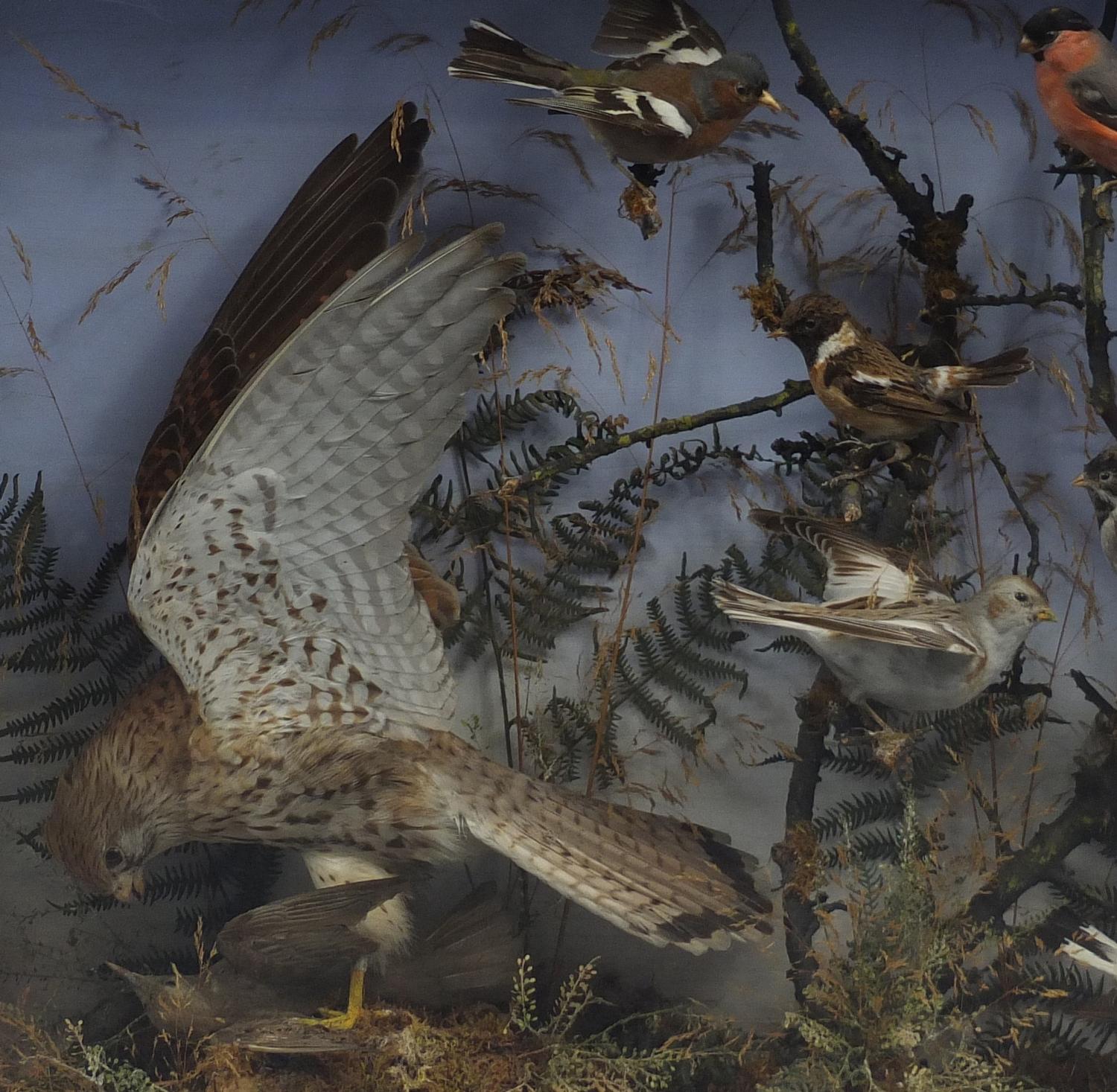 Victorian taxidermy glazed display of birds in including a Sparrow Hawk and Finches, 64cm H x 65cm W - Image 3 of 6