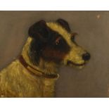 Study of a terrier's head, early 20th century oil on board, mounted and framed, 28.5cm x 23cm :For
