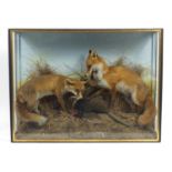 Victorian taxidermy glazed display of two foxes with a pheasant, 91cm H x 122cm W x 31cm D :For