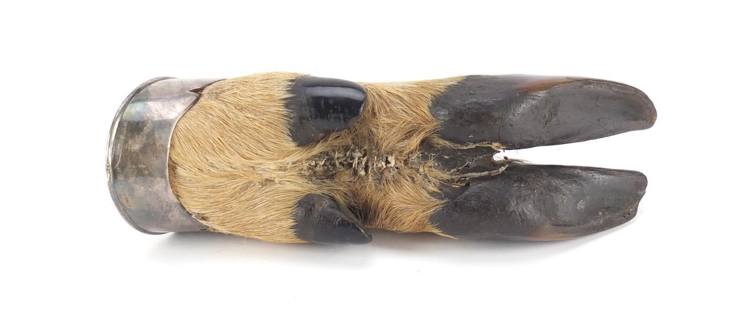 Taxidermy interest deer's foot with silver coloured mount, engraved Rowland Ward of Piccadilly, 19. - Image 3 of 5