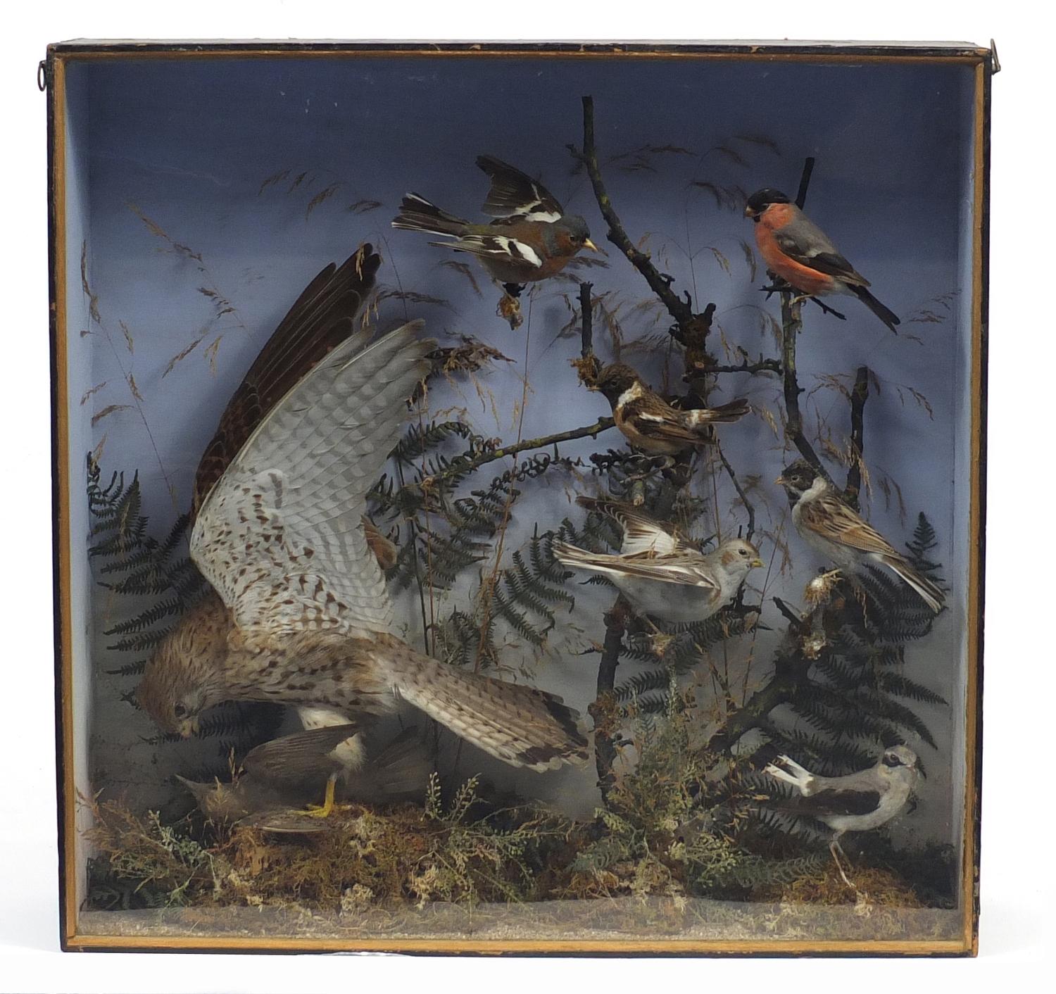 Victorian taxidermy glazed display of birds in including a Sparrow Hawk and Finches, 64cm H x 65cm W