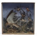 Victorian taxidermy glazed display of birds in including a Sparrow Hawk and Finches, 64cm H x 65cm W