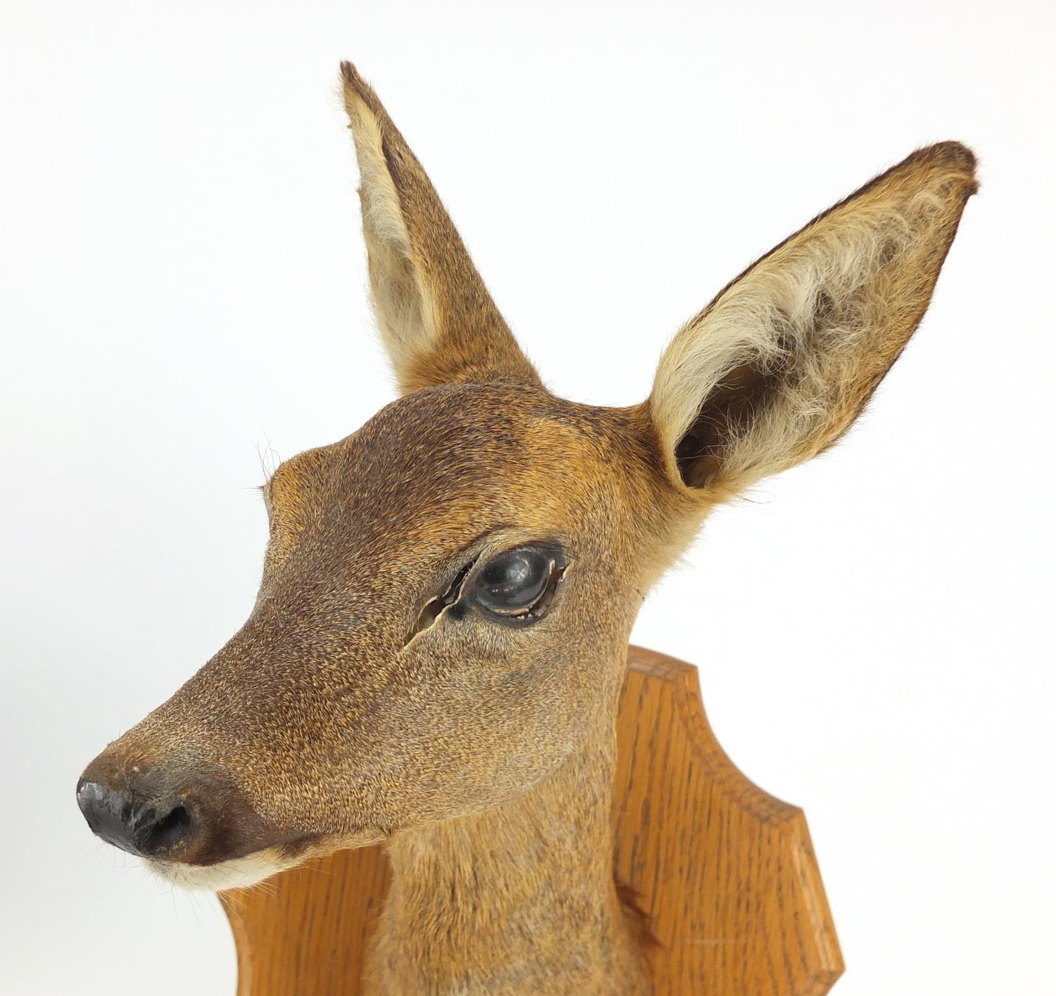 Taxidermy deer's head with oak shield back, overall 45cm high : For Further Condition Reports Please - Image 2 of 3