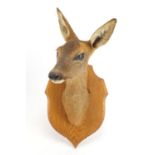Taxidermy deer's head with oak shield back, overall 45cm high : For Further Condition Reports Please