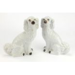 Pair of Staffordshire pottery seated spaniels, 30cm high : For Further Condition Reports Please
